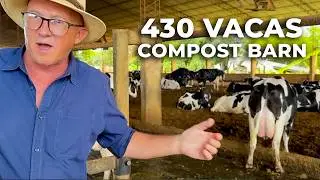 COMO PRODUZIR 37 LITROS/DIA POR VACA EM SISTEMA COMPOST BARN NO PARAGUAI 🇵🇾