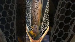 21 Inch Brown Trout #Short #Fishing #Lehighriver