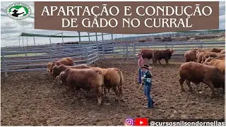 MANEJO DE GADO DE CORTE NO CURRAL