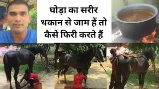 घोड़ा का शरीर थकान से जाम है तो कैसे फ्री करते हैं और पैर का सूजन खत्म करते हैं देखें इस वीडियो को