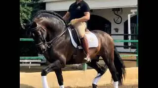 ULTRA BAROQUE PRE STALLION - HIGH SCHOOL TRAINED
