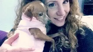 ✿Come praticare un'iniezione sottocutanea ad un cane? Come faccio l'insulina(CANINSULIN) a Beba!✿