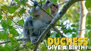 Pitiful Mum Monkey Duchess Look Uncomfortable Try To Give A Birth