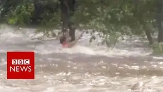 Man clings to tree in Storm Harvey floods - BBC News