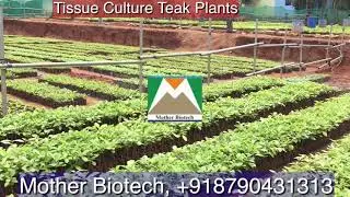 Tissue Cultured Teak Plants | Mother Biotech, Bangalore