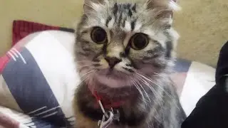 Meri cutee Billu Rani 🐈😺🥰 #cat #video #catplaying #catlovers #catvideo 
