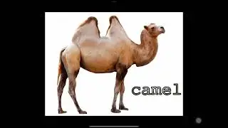 Bactrian Camel Grunting Sound Effect