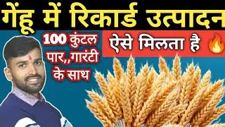 गेंहू का शानदार उत्पादन आएगा अब कम खर्च में / gehu ka utpadan badhane ka tarika@vijubabainfotech
