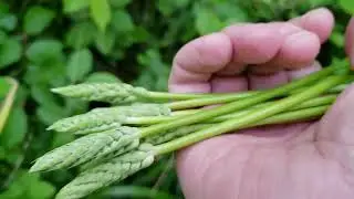 #Max aux asperges des bois &agrave; l'ascension