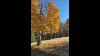Arizona fall trail-aspen loop