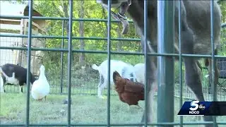 Oklahoma favorite Wings Pumpkin Patch ready for visitors