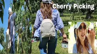 CHERRY PICKING AT MATIAS FARM WITH FRIENDS