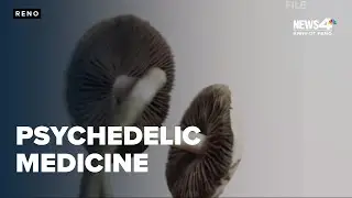 Nevada legislature hears resolution seeking to expand psychedelic medicine
