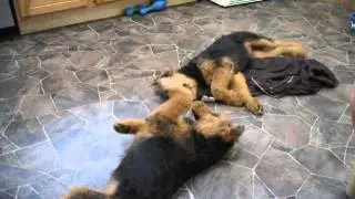 Airedale Terrier puppies talking to each other