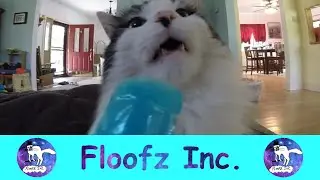CATS GETTING BRAIN FREEZES!