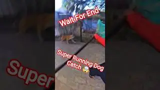 Flash Running Dog Catching Trailer #dog #running #flash #dogwithpublicsafety #ytviral
