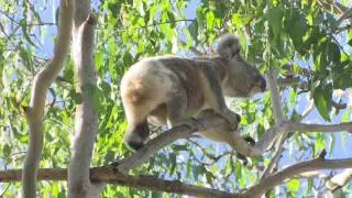 Dr  Stephen Phillips Discusses Research on Ballina's Koalas
