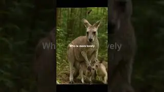 Mum kangaroo with four kids in pouch&nbsp;Super Mum Mode&nbsp;#shorts&nbsp;#AnimalPlanet #CuteAnimals #Kangaroo