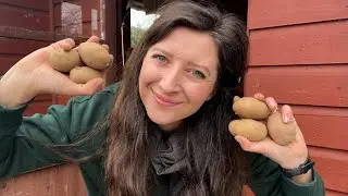 Potato Varieties 2023 - Will this be my biggest container crop ever?