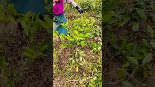 Pruning Young tea bushes in Assam