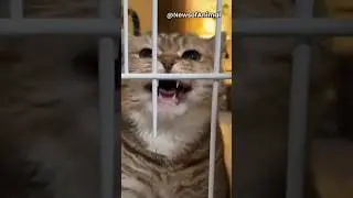 Meme Cat SCREAMS at His Owner 😱🐱 | Funniest Angry Cat Reaction Ever! #shorts #cat #viral
