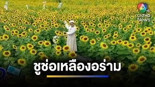 หยุดยาวนี้ พาไปเที่ยวชมทุ่งทานตะวัน ชูช่อเหลืองอร่าม | จ้อข่าวเช้า