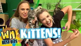 Erin Meets Jess and ADORABLE KITTENS From Fanimals! | What Now