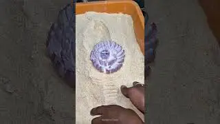How To Make blooming Onion ! #shorts