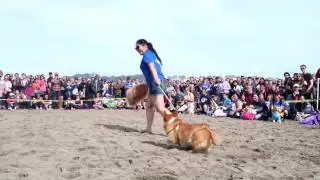 CORGI CON 2016 FALL EDITION! 700+ Corgis