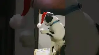Santa cat &hearts;️🥳 #cat #catlover #catvideos #cutecat #funnyvideo #funnycat #funnycatsvideo #cutestcat