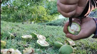 Eating Raw walnuts in my Walnut Garden in Lolab Valley Kashmir
