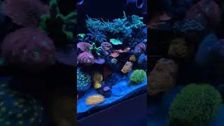 Nuvo 20 reef tank.