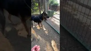 Neglected Pups Discovered In Deplorable Condition- UPDATE