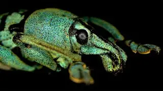 Turquoise Weevil with Microscopic Structural Coloration, AstrHori 18mm Macro Probe Lens