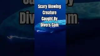 Weird Glowing Creature Captured On Divers Cam