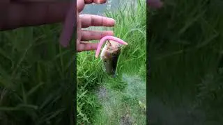 Do pink fishing lures catch fish?
