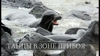 Sea Lions. Dancing underwater.