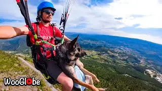 This German Shepherd Dog Loves Paragliding || WooGlobe