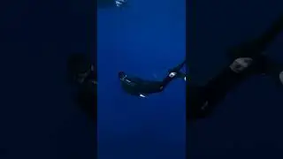 Shark🦈#shorts#Atlantic Ocean/ Shark Sound/ Sharks Atlantic