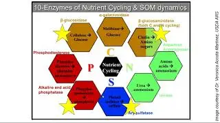 Soil enzyme activities: measurement and interpretation in soil health frameworks