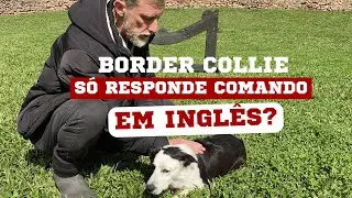 BORDER COLLIE SÓ RESPONDE COMANDOS EM INGLÊS? | EPISÓDIO 5 | DIÁRIO DO PASTOR 2ª TEMPORADA