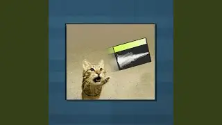cat beat