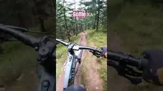 Beautiful Scotland 🏴󠁧󠁢󠁳󠁣󠁴󠁿 from England with ❤️  #scotland #mtb #golf #gopro #enduro #shorts