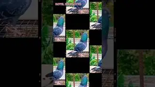 Kabootar status 🔥 #kabootr #bird #shorts #yt #ytviral #kabootar #pigeon