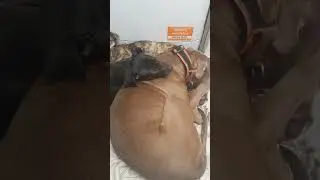Dog Fight Aggression 🙅&zwj;♀️🤷&zwj;♀️ #shorts #uk #dogtraining #dogs #fight #training #puppy #xlbully #bully