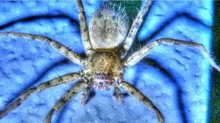Giant Huntsman Spider in Florida