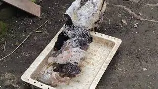 Actualización Gallinero enero 8  2026