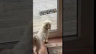 Dog scratches at door even though its already open