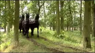 Das Friesische Pferd