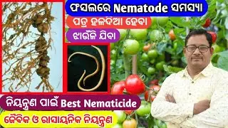 Root knot nematode ଫସଲରେ Nematode ସମସ୍ୟା Best Nematicide
